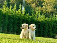 Safkan Golden Retriever Bebeklerimiz