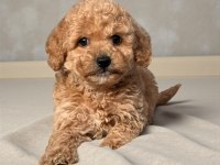 Toy poodle cinsi bebekler