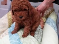 Oyuncak Kahverengi Poodle Bebekler