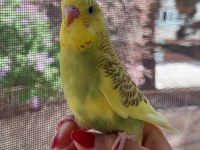 Öğretmenden Evde Beslenen Yavru Muhabbet Kuşları