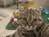 Pamuk Gibi Scottish Fold Kızımıza Yeni Bir Yuva