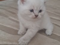 Mavi Gözlü 2 Aylık British Shorthair