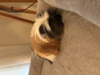 Yeni Guinea Pig Yavrularımıza Aile Olmak İster Misiniz?