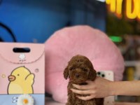 Irk Ve Sağlık Garantili Toy Poodle