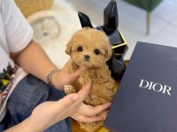 Orjinal maltipoo yavruları