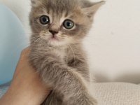 British Scottish Kedilerim