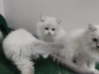 British longhair blue point yavrularımız