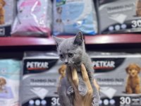 A Kalite British Kediler