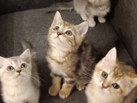 3 ayrı anneden british shorthair yavruları