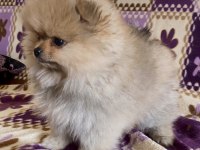 Teacup Pomeranian Boo Kızımız