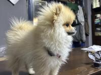 İş Değişikliği Sebebiyle Acil İlgi Manyağı Pomeranian