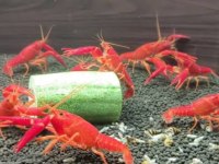 A Kalite Kerevit İstanbul