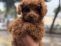 Şehir dışına çıkacağım için sahpilendireceğim poodle