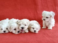0 Numara Maltese Köpeği Yavrular