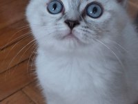Çok cana yakın dişi bebek scottish fold