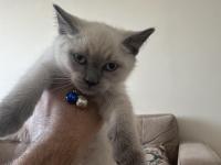 British Shorthair Blue Point