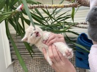 British Shorthair Son Yavru Lilac