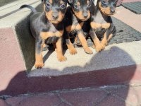 Sıfır Numara Pinscher Yavrularımız