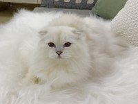 Özel Scottish Fold Erkek