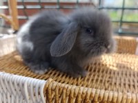 Hollanda Teddy Lop Tavşan Yavrular