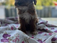 Toy Poodle Bebeklerimiz Sahiplendirilecektir