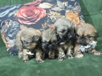 3 Dişi Ve 1 Erkek Yavru 2 Aylık Pekinez