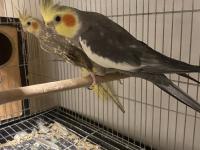 Mükemmel Formda Ve Eş Tutmuş Sultan Papağanı Çift