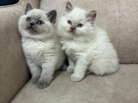 Yavru British Shorthair Yavru Blue Point Çok Minnoş