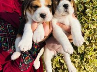 Irk Garantili Beagle Yavruları