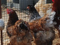 Blue Porselen Brahma Kuluçkalık Yumurta