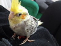 2 adet yavru sultan papağanı