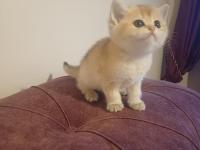 British shorthair golden yavru yer sincan