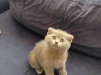 Scottish Fold Kedimiz