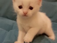 Scottish Fold Ve Straight