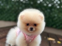 Sevimli Ayıcık Teddy Ayı Suratlı Pomeranian Boo Yavrumuz