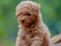 Irk garantili toy poodle yavruları
