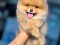 Pomeranian Boo 0 Numara Yavrular
