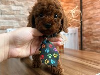 Toy poodle köpeği yavrularımız