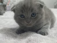 Safkan A Kalite 1.5 Aylık Scottish Fold Duman