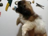 Pekinez Dişi Yavrumuz