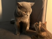 Duman British Shorthair Prenses