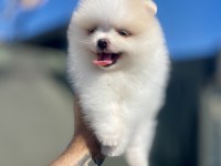 Ayı surat pomeranian boo yavrular