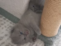 2 Gri British Longhair 40 Günlük