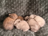 Orijinal Cüce Tavşan Yavruları İstanbul