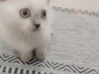 British Shorthair Blue Point