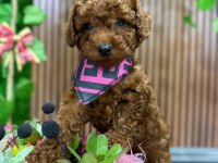 Anne Altından Toy Poodle Da Kampanya