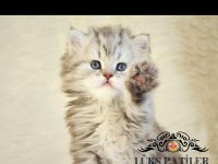 Oyuncu silver british longhair ns24