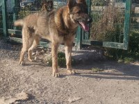 1 Yaşında - Çipli - Belçika Kurdu