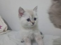 2 Aylık Scottish Straight Teslime Hazır Yavrular