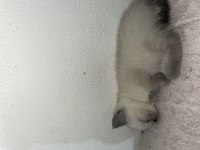2 Aylık Siyam Kedisi Yavru